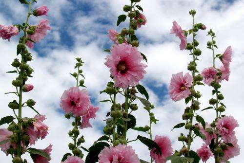 長沙東日園林工程有限公司,長沙園林綠化工程,長沙綠化養(yǎng)護(hù)管理 長沙東日園林工程有限公司,長沙園林綠化工程,長沙綠化養(yǎng)護(hù)管理