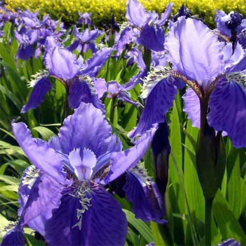 長沙東日園林工程有限公司,長沙園林綠化工程,長沙綠化養(yǎng)護(hù)管理 長沙東日園林工程有限公司,長沙園林綠化工程,長沙綠化養(yǎng)護(hù)管理