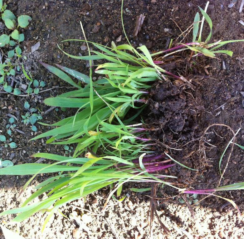 長(zhǎng)沙東日?qǐng)@林工程有限公司,長(zhǎng)沙園林綠化工程,長(zhǎng)沙綠化養(yǎng)護(hù)管理 長(zhǎng)沙東日?qǐng)@林工程有限公司,長(zhǎng)沙園林綠化工程,長(zhǎng)沙綠化養(yǎng)護(hù)管理