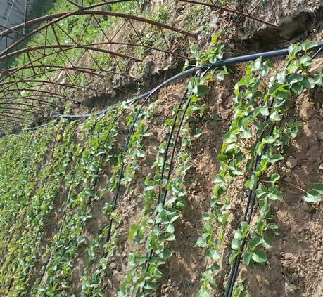 長沙東日園林工程有限公司,長沙園林綠化工程,長沙綠化養(yǎng)護(hù)管理 長沙東日園林工程有限公司,長沙園林綠化工程,長沙綠化養(yǎng)護(hù)管理